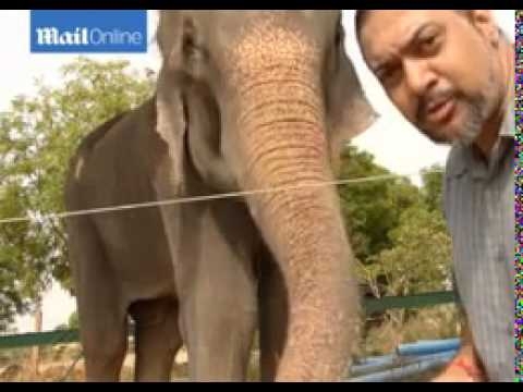 Слон, которого 50 лет держали в цепях, заплакал после освобождения 