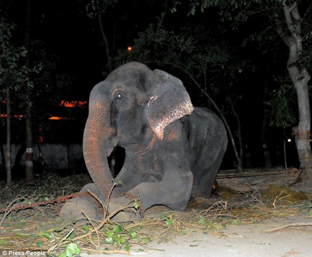 Слон заплакал после освобождения от державших его 50 лет цепей