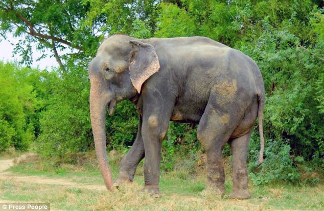 Слон заплакал после освобождения от державших его 50 лет цепей