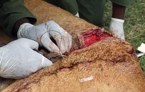 Спасение кенийской львицы после серьёзного ранения буйволом.