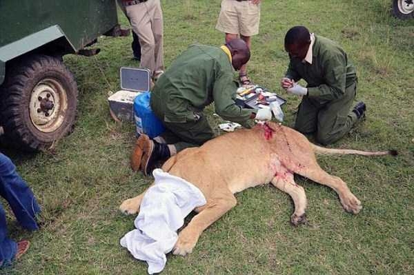 Спасение кенийской львицы после серьёзного ранения буйволом.