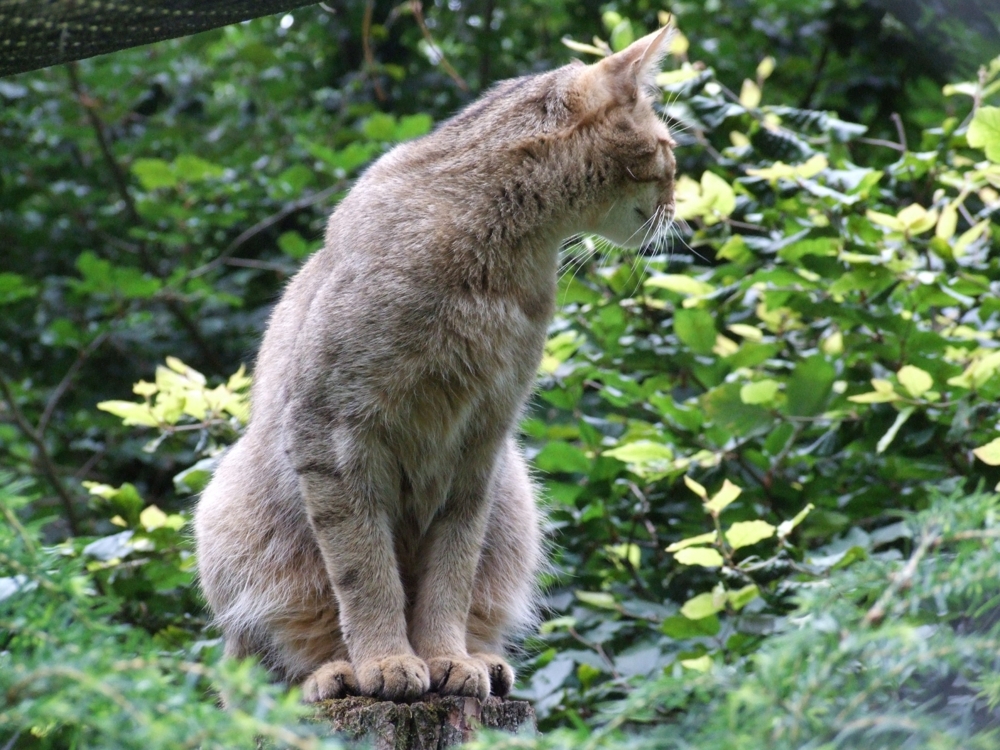 Кот Баюн - Лесной кот