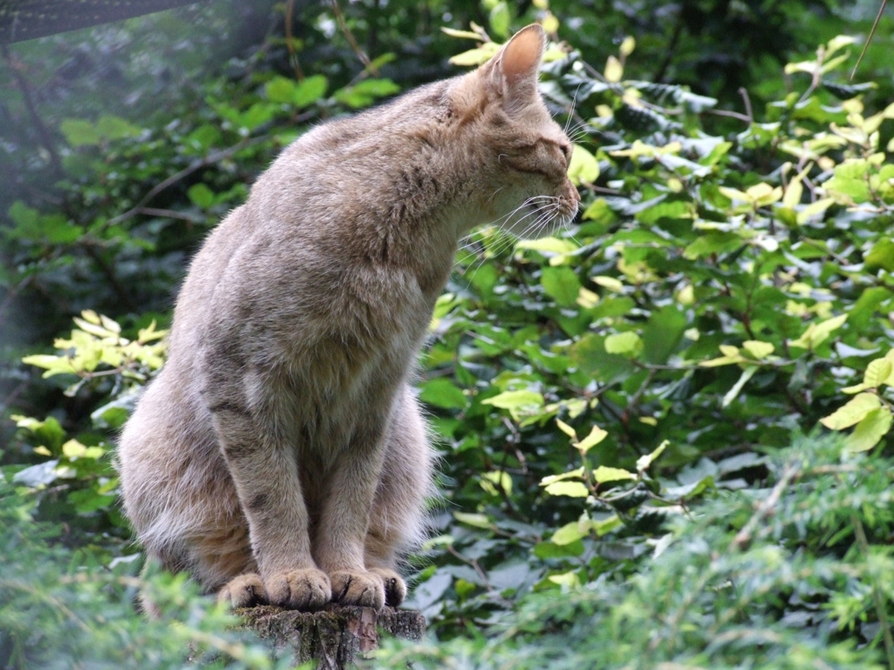 Кот Баюн - Лесной кот