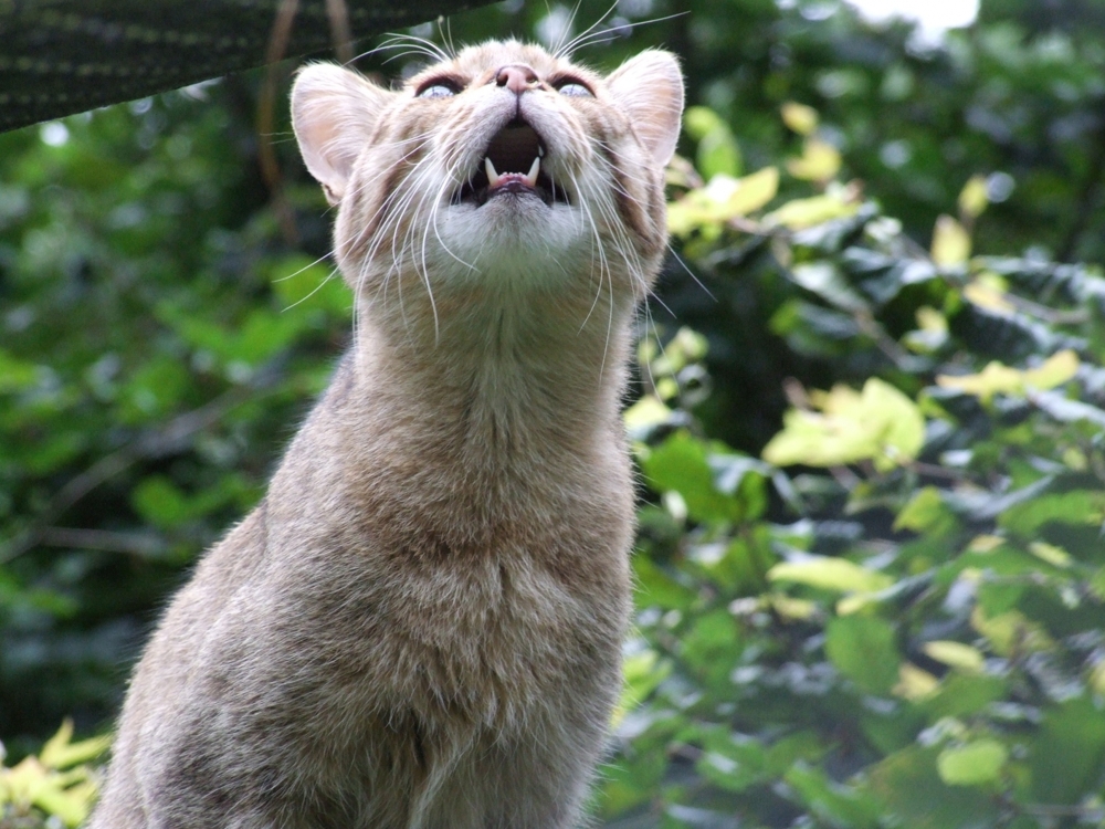 Кот Баюн - Лесной кот