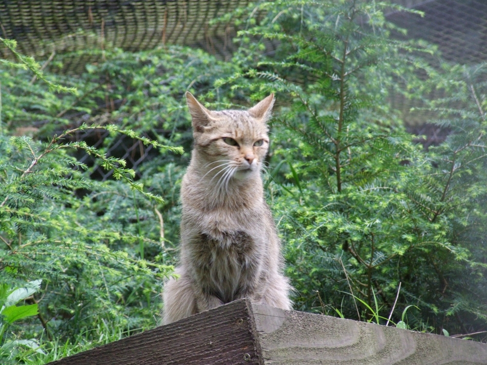 Кот Баюн - Лесной кот