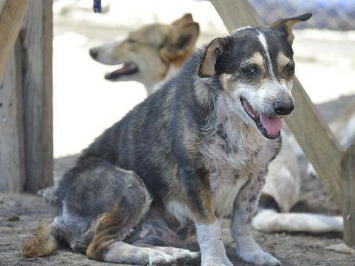 Спасенные собаки: "до и после"