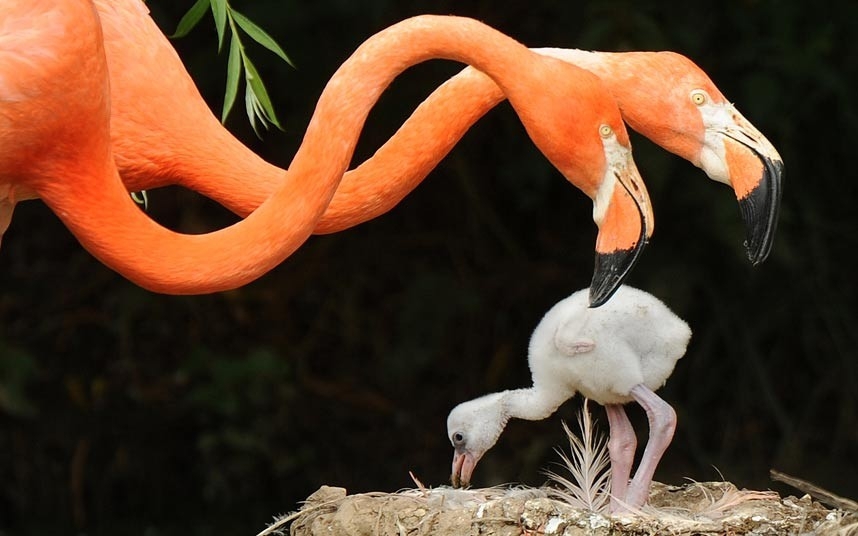 Фламинго и птенец