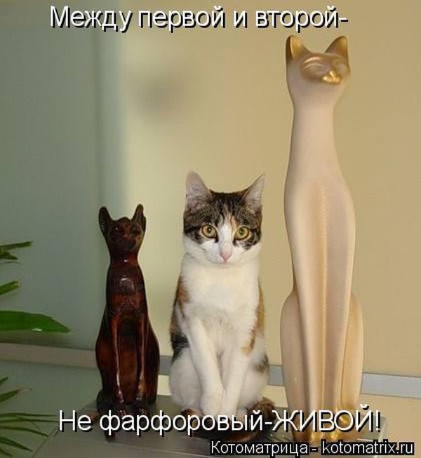 Лучшие котоматрицы недели