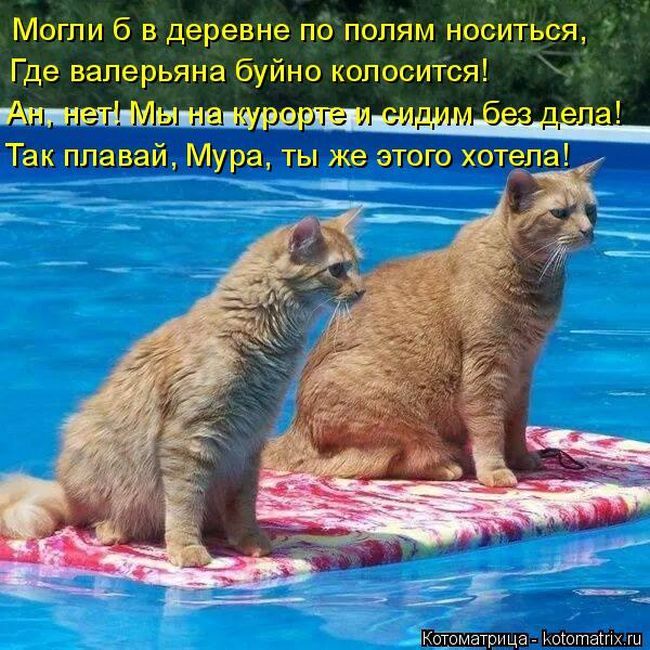 Лучшие котоматрицы недели