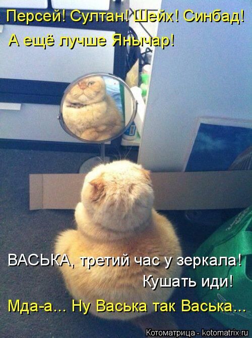 Лучшие котоматрицы недели