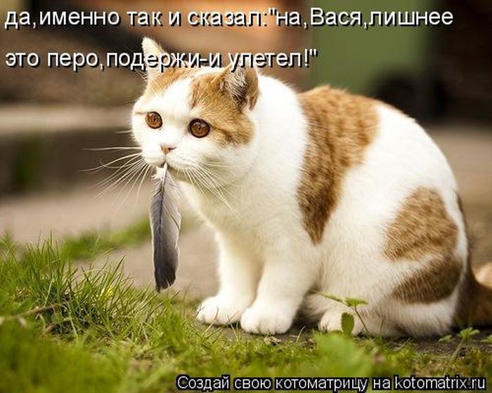 Лучшие котоматрицы недели