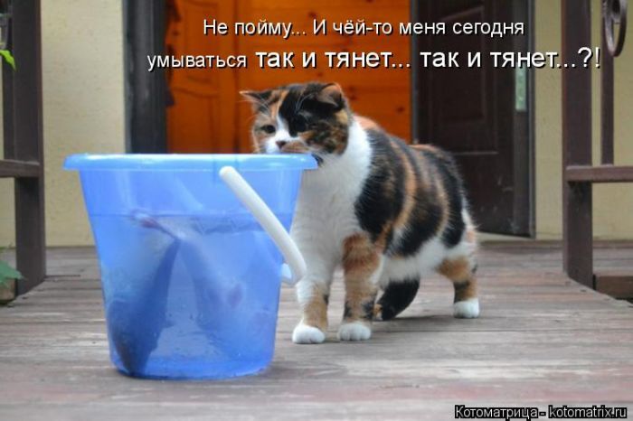 Лучшие котоматрицы недели