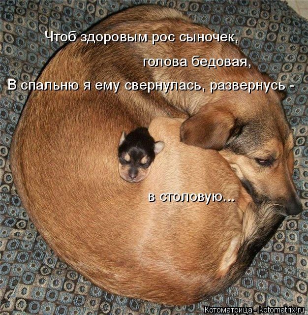 Лучшие котоматрицы недели