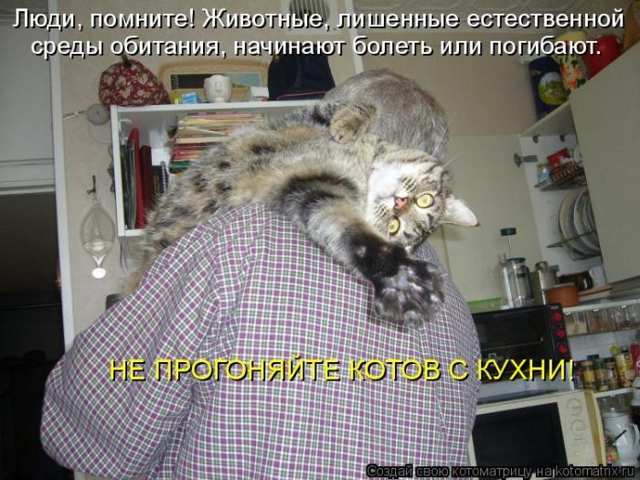 Лучшие котоматрицы недели