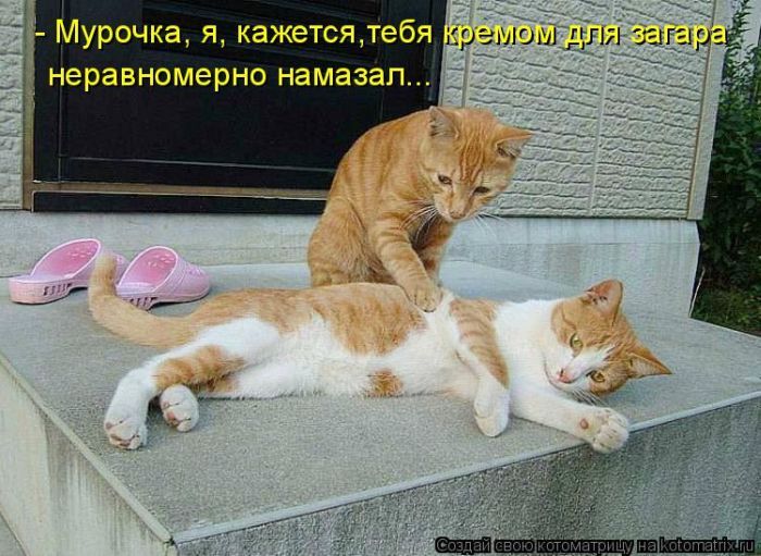 Лучшие котоматрицы недели