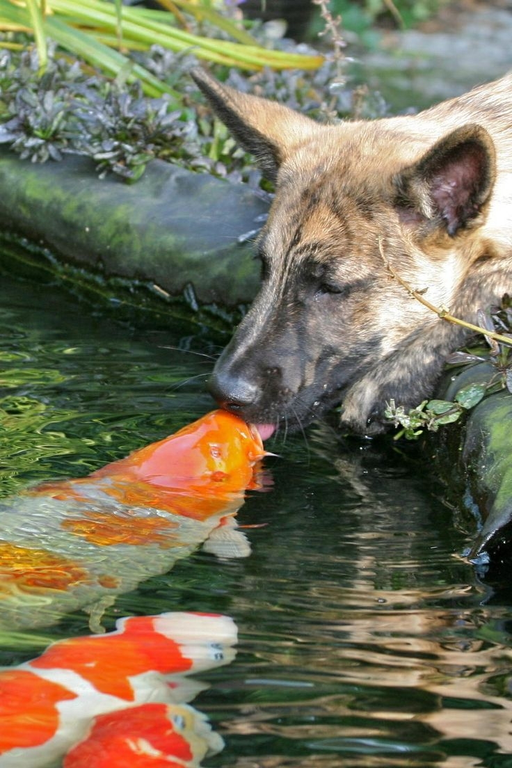 Милейшие поцелуи животных