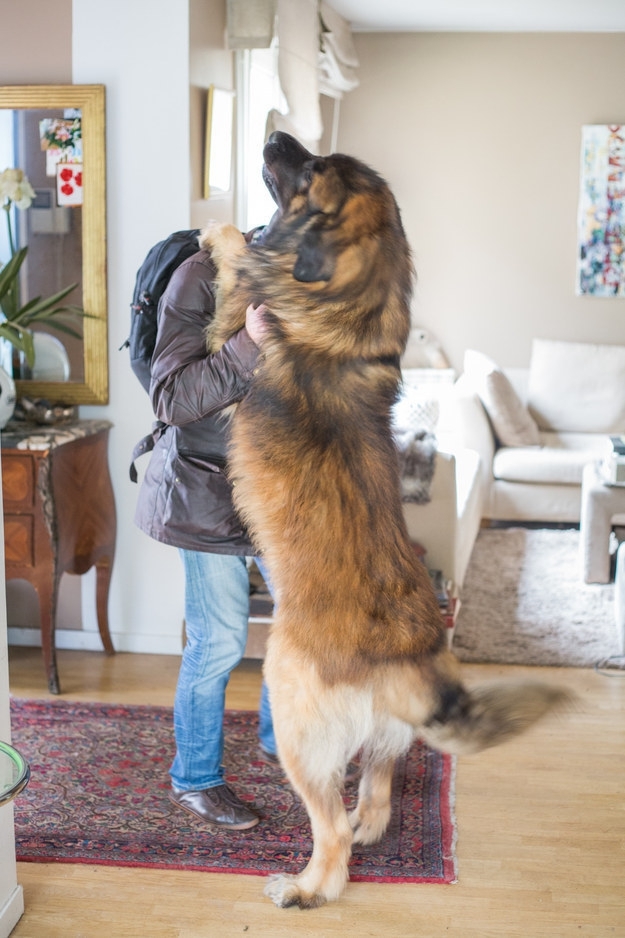 Почему большие собаки круче маленьких