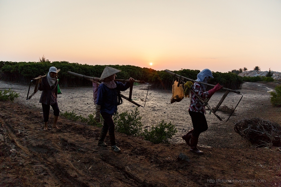 Как добывают ракушки во Вьетнаме