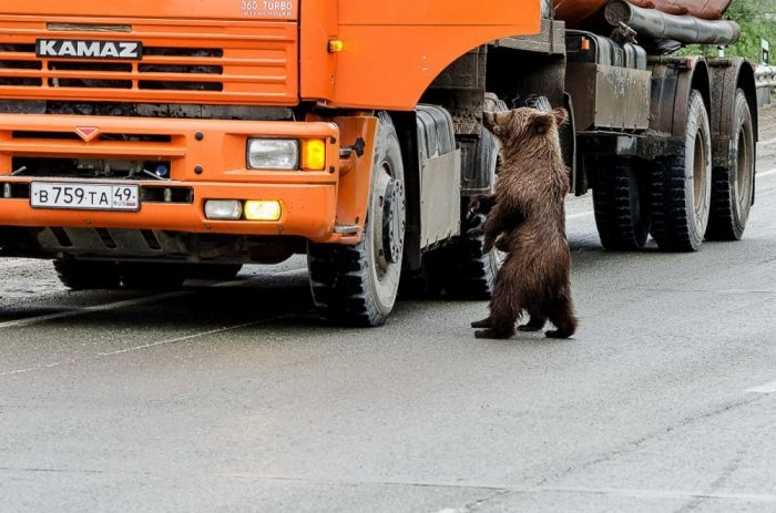 Не кормите медведей!