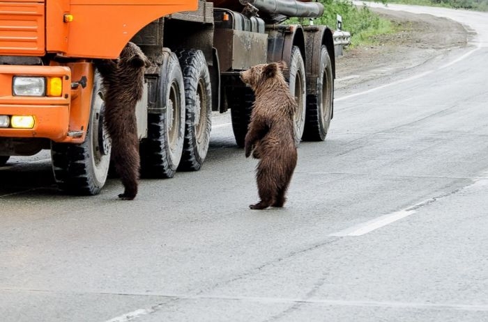 Не кормите медведей!