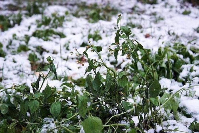 Летний снегопад в Челябинске