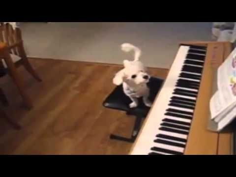 Пианино и Собака 