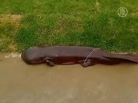 Японский школьник нашел гигантскую саламандру 