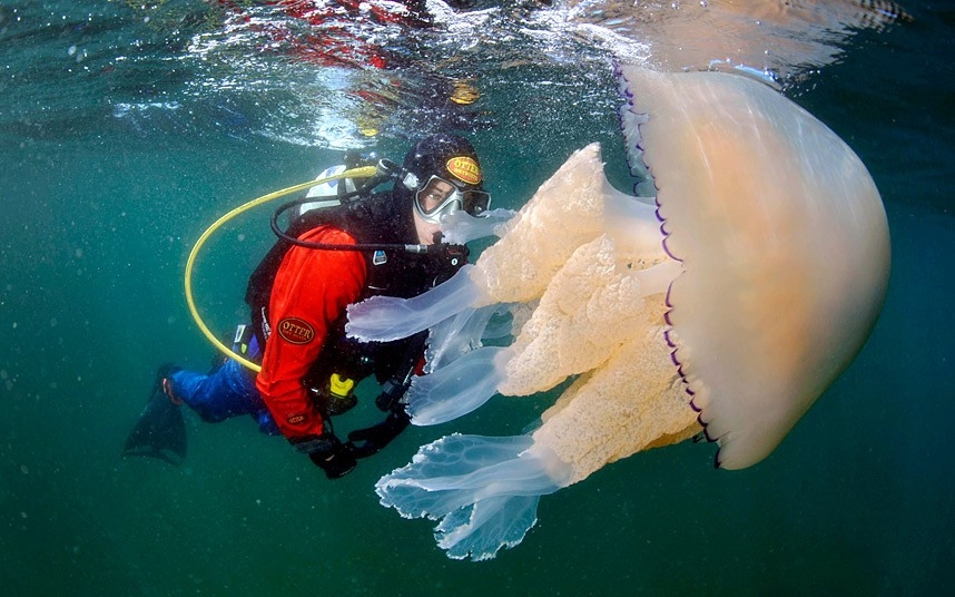 Огромная медуза