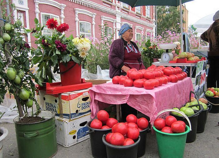Вот такие помидоры в Сибири растут