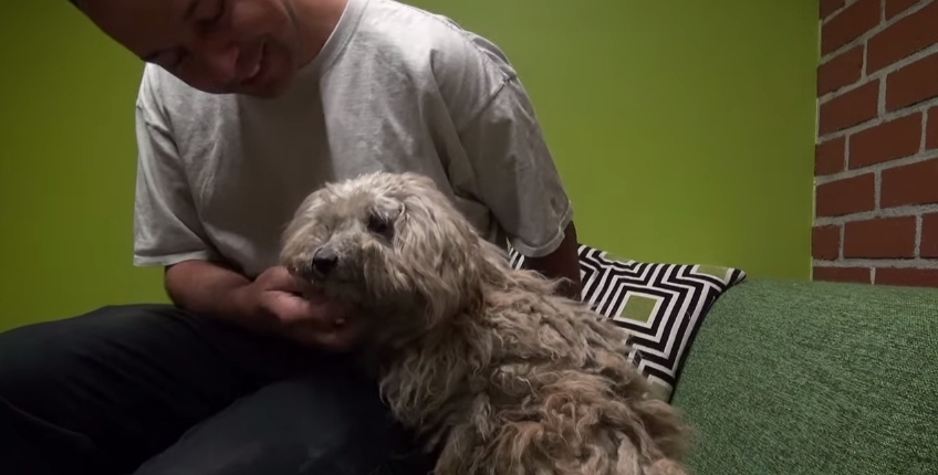Спасение собаки, которая год ждала возвращения своего умершего хозяина