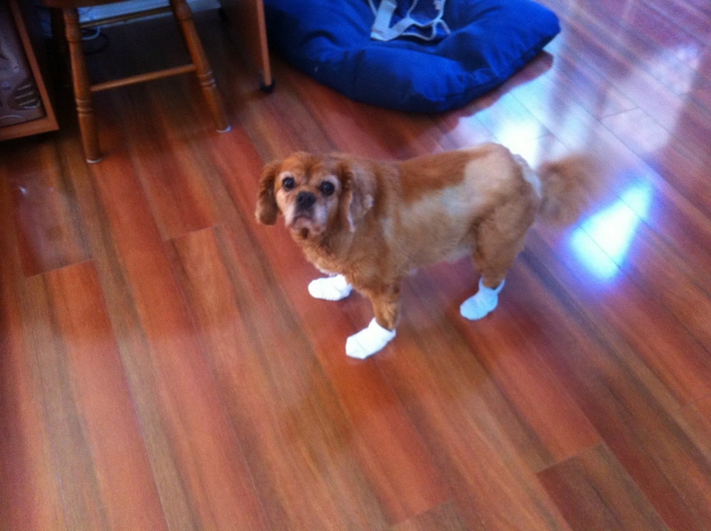 Собака в белых носочках