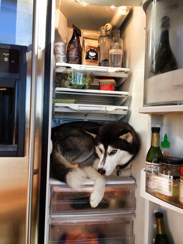 Охлаждается в холодильнике