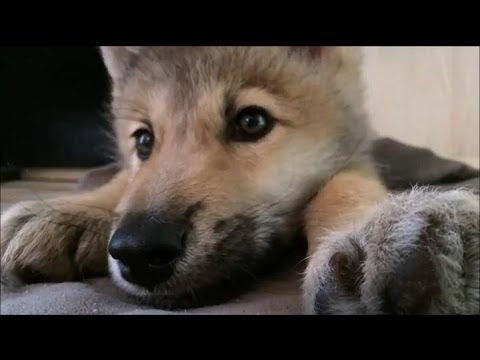 Милый щенок от волчицы  