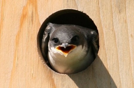 Angry Birds в реальной жизни!