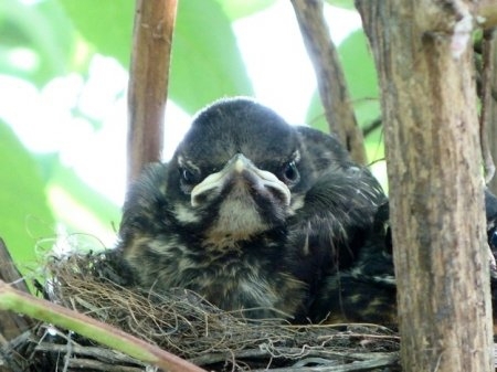 Angry Birds в реальной жизни!