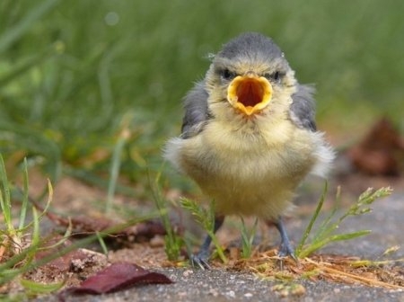 Angry Birds в реальной жизни!