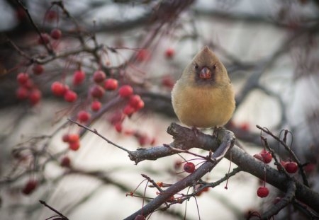 Angry Birds в реальной жизни!