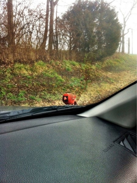 Angry Birds в реальной жизни!