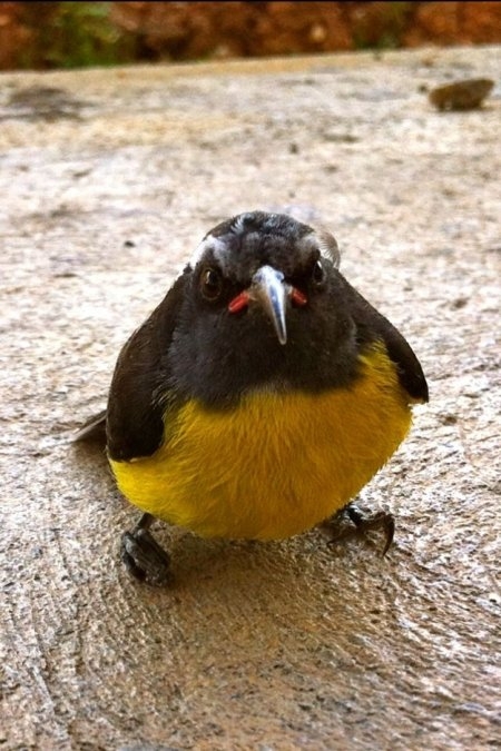 Angry Birds в реальной жизни!