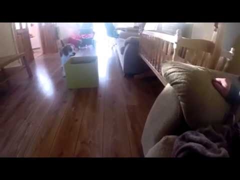 Пес приносит извинения ребенку за кражу его игрушки 