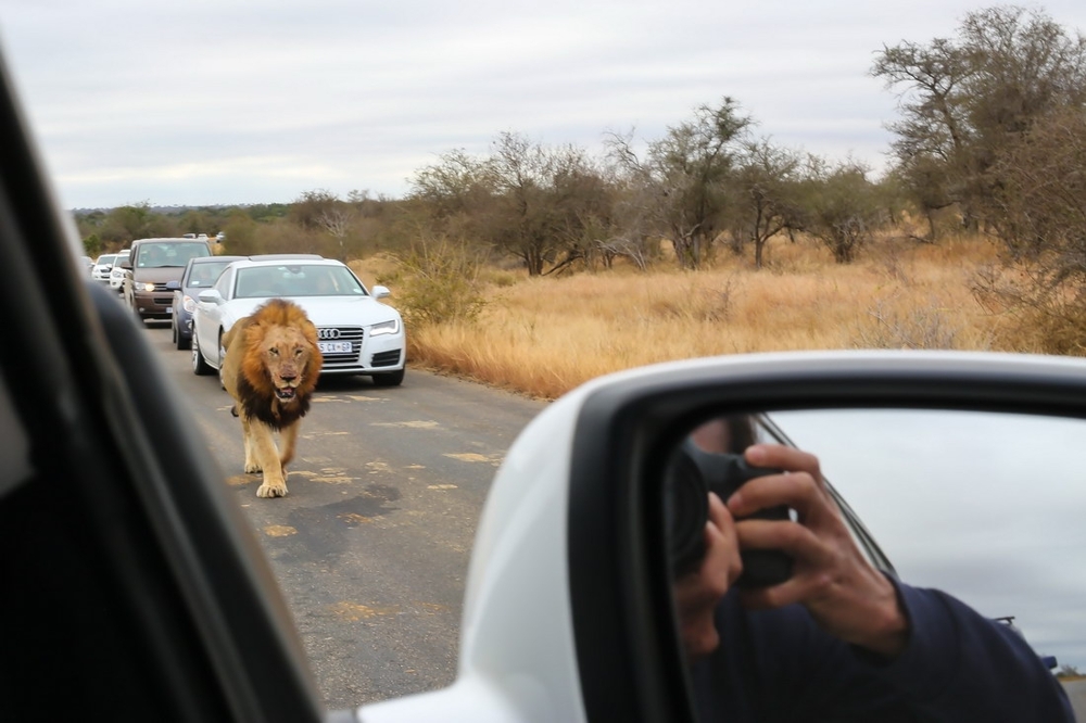 Лев вышел на дорогу