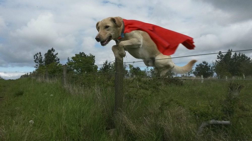 Суперсобака летит на помощь