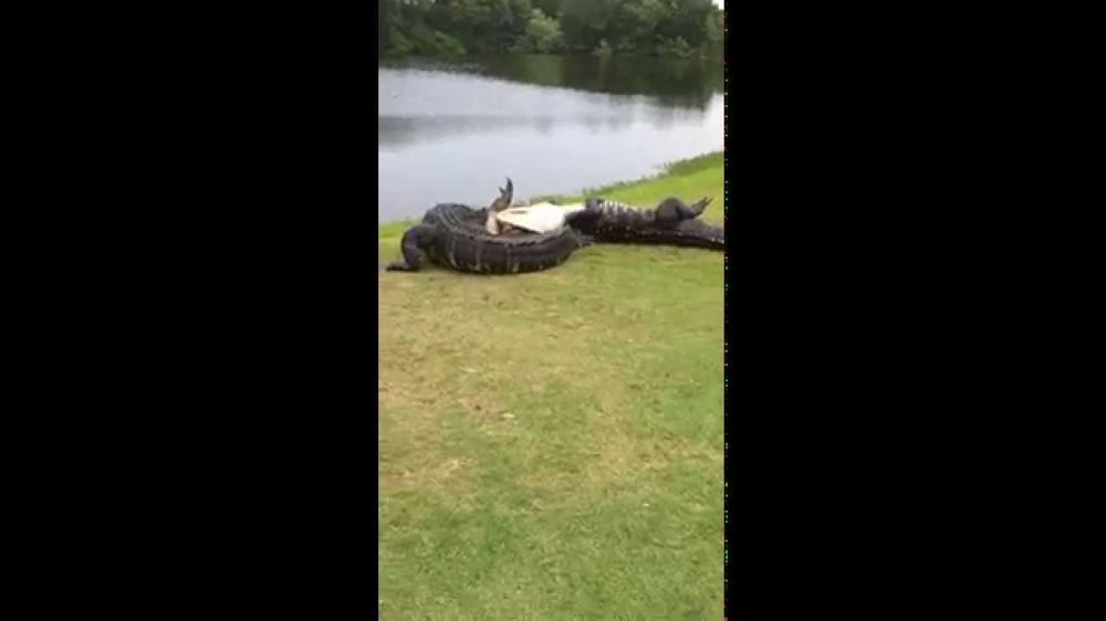 Два аллигатора подрались на поле для гольфа 
