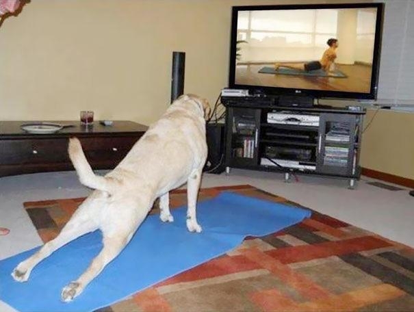 Животные научат вас физическим упражнениям