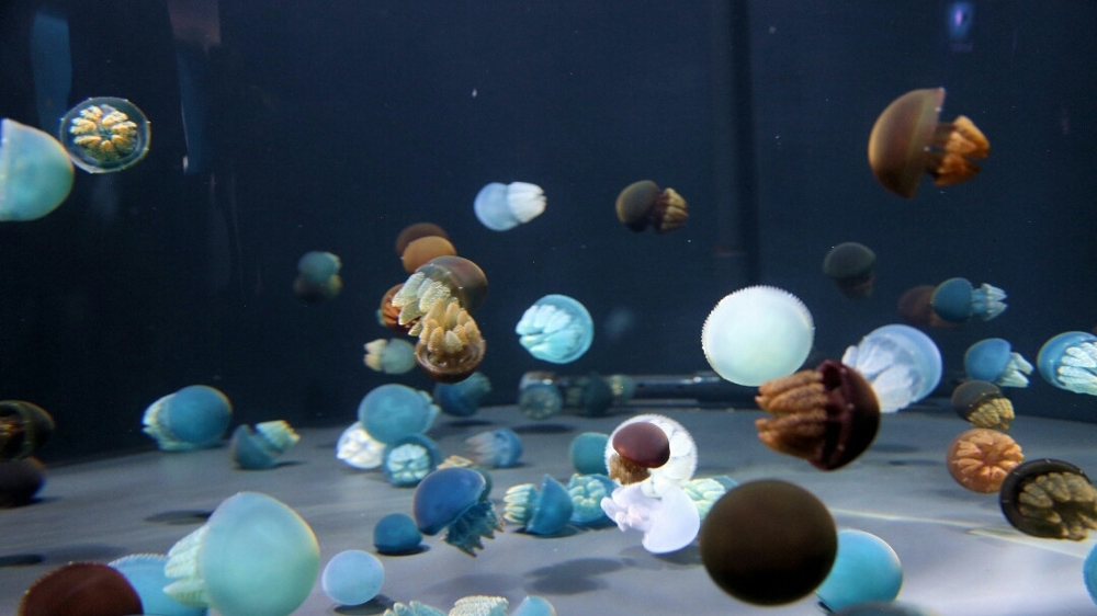 Разнообразные медузы