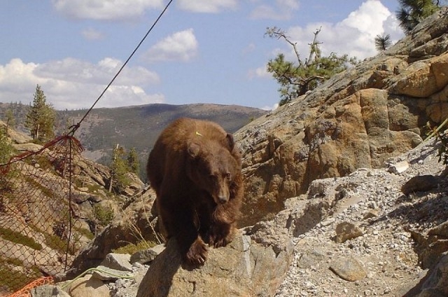 Спасение медведя-альпиниста