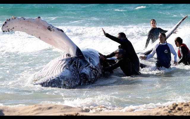Спасение детеныша кита 