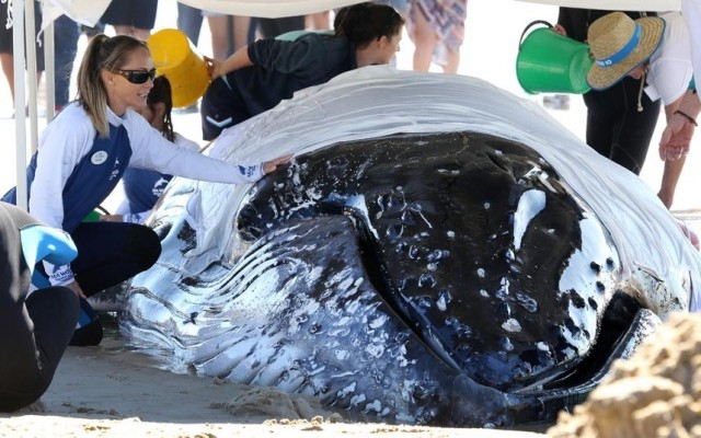 Спасение детеныша кита 