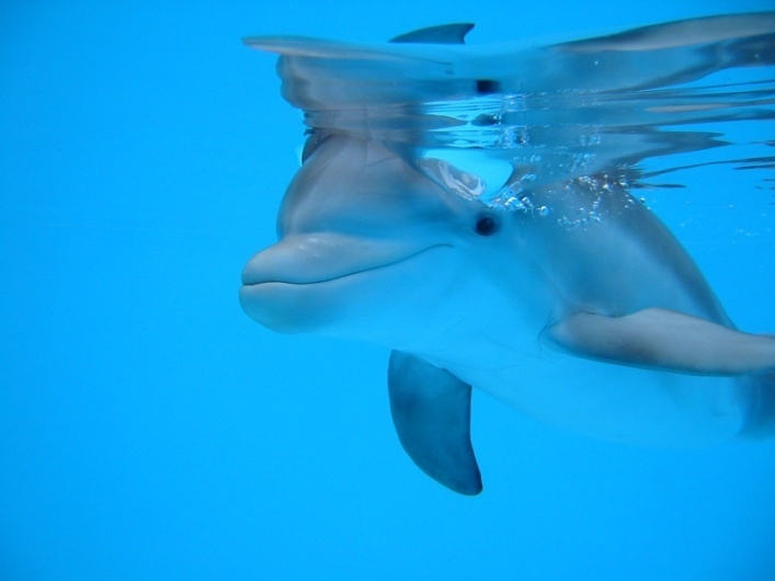 Дельфины – что мы знаем о них?