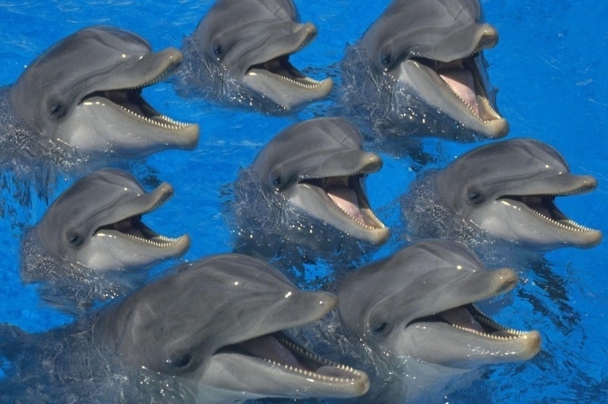 Дельфины – что мы знаем о них?